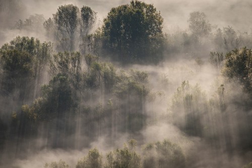 mgla-i-para-nad-drzewami-w-dolinie-rzeki