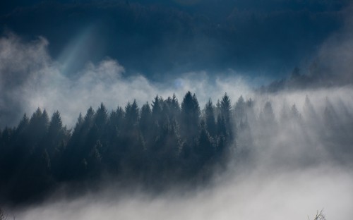 las-w-dolomitach-otoczony-mgla-i-swiatlem-slonecznym-w-pogodny-dzien