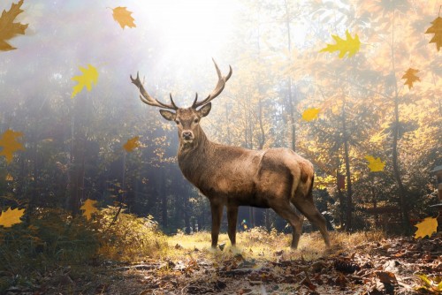 dumny-jelen-w-jesiennym-lesie-ze-swiatlem