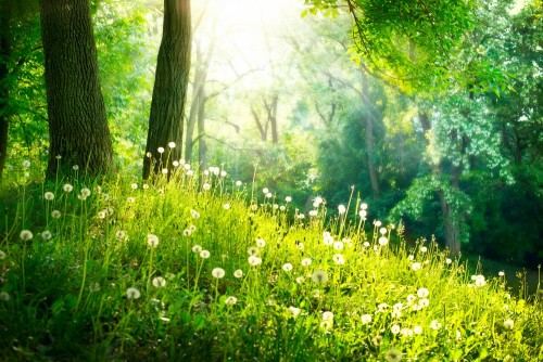 wiosna-natura-piekny-krajobraz-zielona-trawa-i-drzewa