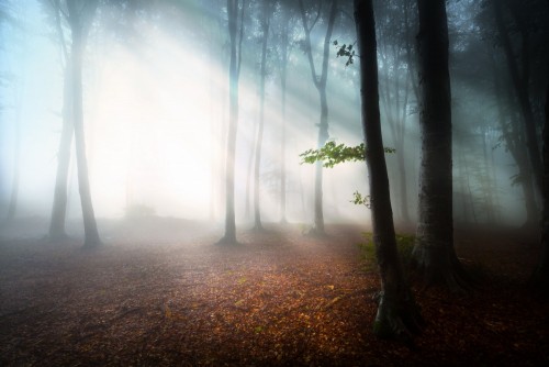 mistyczna-mgla-w-lesie