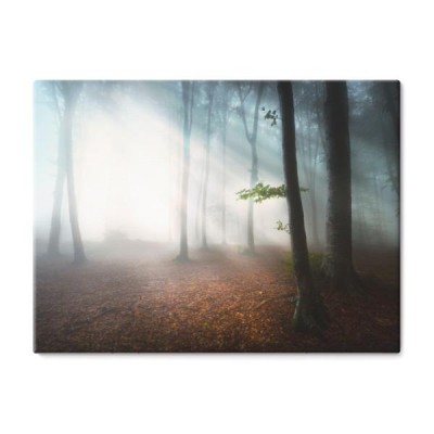 mistyczna-mgla-w-lesie