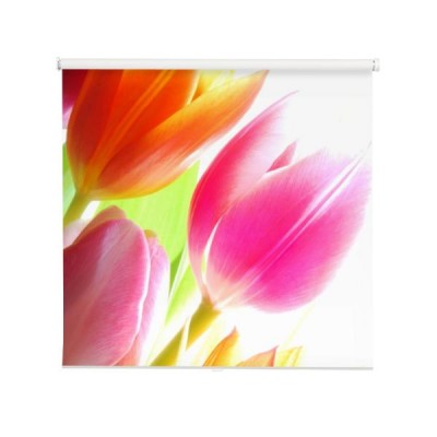 wiosenne-tulipany