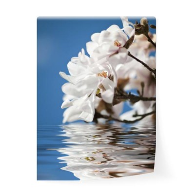 magnolia-na-wodzie