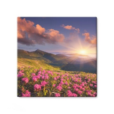 gorska-polana-pokryta-kwiatami