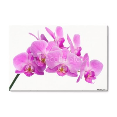 piekna-rozowa-orchidea