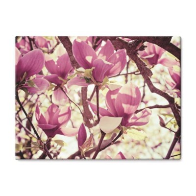 kwiat-magnoli
