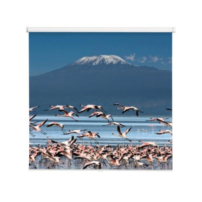 ptaki-z-kilimandzaro