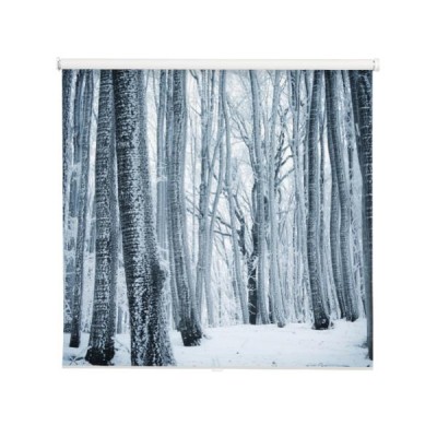 zamarzniete-drzewa-w-zimnym-lesie-w-zimie