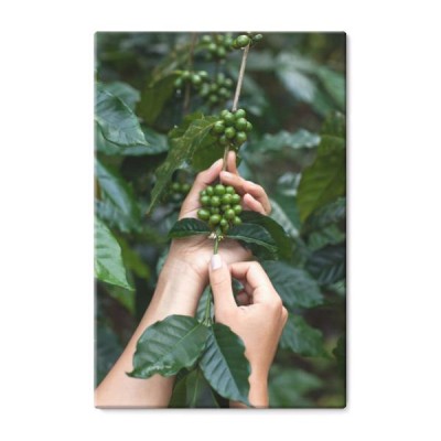 zielone-arabica-kawowe-owoc-w-czulych-kobiet-rekach