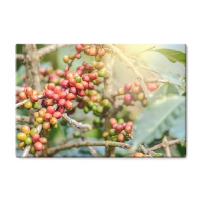 plantacje-kawy-czerwone-kawowe-fasole-na-galaz-kawowy-drzewo