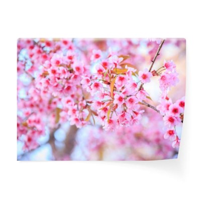 japonski-kwiat-wisni-na-wiosne