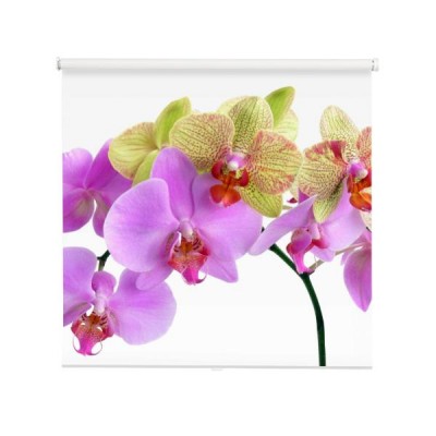 dwie-ladne-orchidee