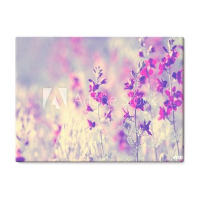 fioletowe-dzikie-kwiaty