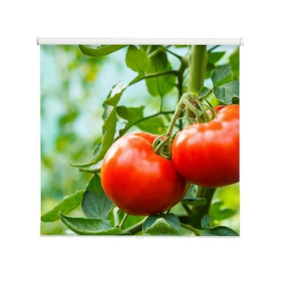 pomidory-na-galazce-w-ogrodzie