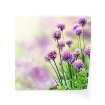 fioletowe-kwiatki