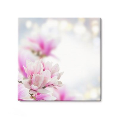 rozowy-kwiat-magnoli