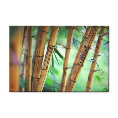 bambusowe-tyczki