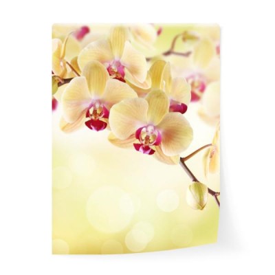 zolta-orchidea