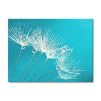 ziarna-dandelion-kwiaty-z-woda-opuszczaja-na-blekitnym-i-turkusowym-tle-makro-