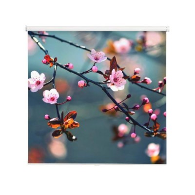 wiosna-kwitnie-japonskiego-drzewa-sakura