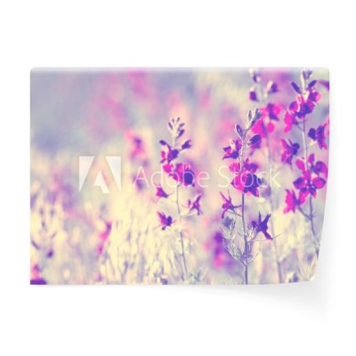 fioletowe-dzikie-kwiaty