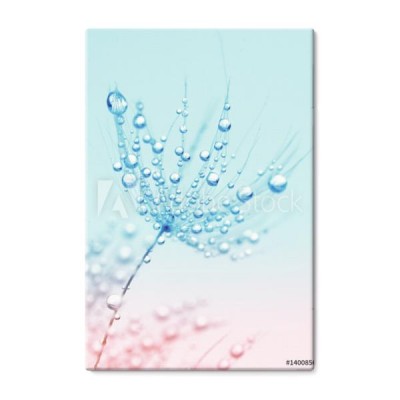 makro-makro-dandelion-w-kropli-deszczu-rosy-na-tle-niebieski-i-rozowy-wyrafinowany-zwiewny-obraz-artystyczny