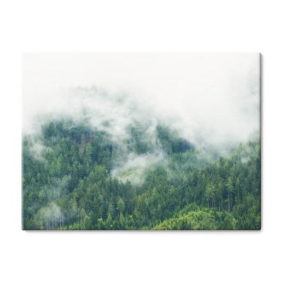las-we-mgle-niskie-chmury-w-drzewach-iglastych-austriackie-alpy