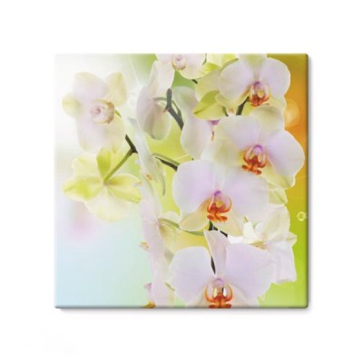 piekny-kwiat-japonska-orchidea