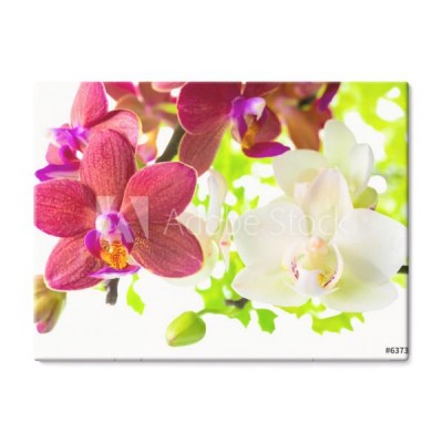 czerwona-i-biala-orchidea