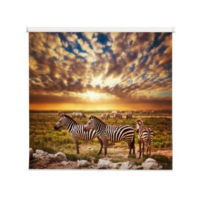 zebry-na-afrykanskiej-sawannie-przed-zachodem-slonca
