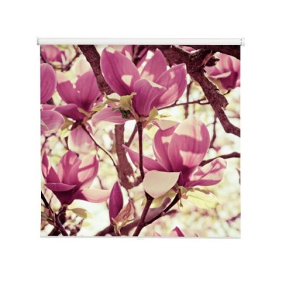 kwiat-magnoli