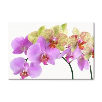 dwie-ladne-orchidee