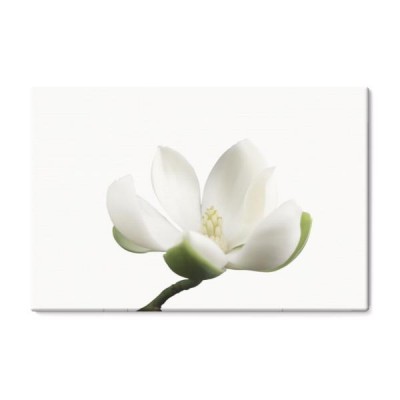 bialy-kwiat-magnolii-na-pojedyncze-bialym-tle