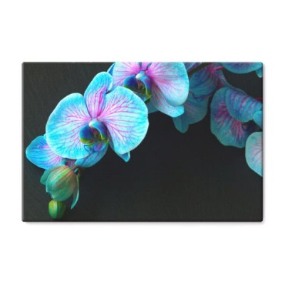 bukiet-fioletowych-orchidei