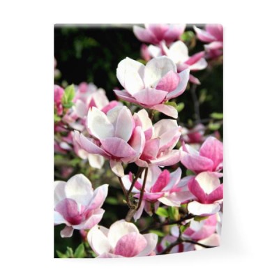 rozkwitajaca-magnolia
