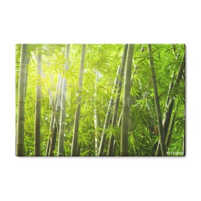 bambusowy-las-w-promieniach-slonca