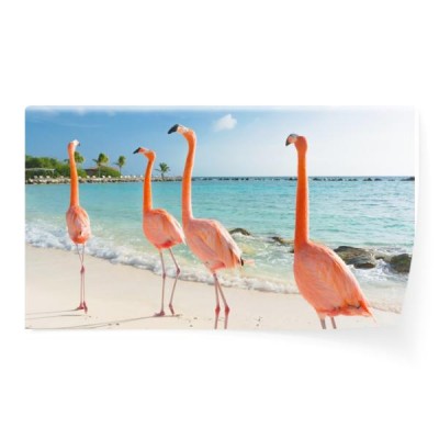 flamingo-chodzili-po-plazy