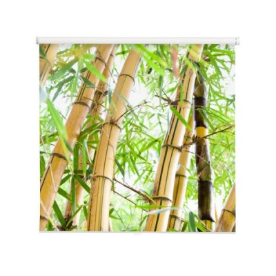 the-bambusowy