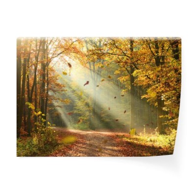 lesna-droga-przez-las-oswietlona-jesiennym-sloncem