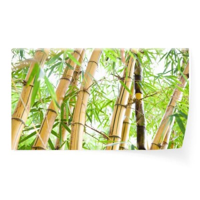 the-bambusowy