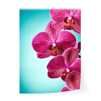 kwiaty-orchidei