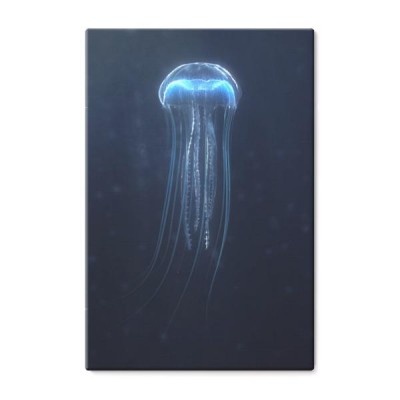 meduza-festonowa