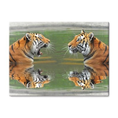 tygrysy-syberyjskie-w-wodzie
