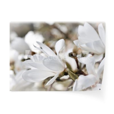 bialy-kwiat-magnolii