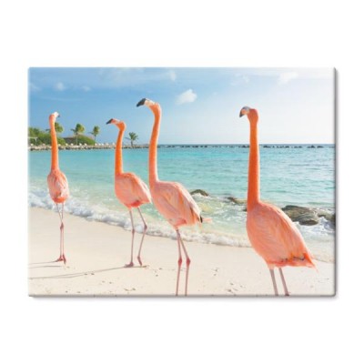 flamingo-chodzili-po-plazy