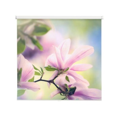 kwiat-magnolii-w-rozkwicie