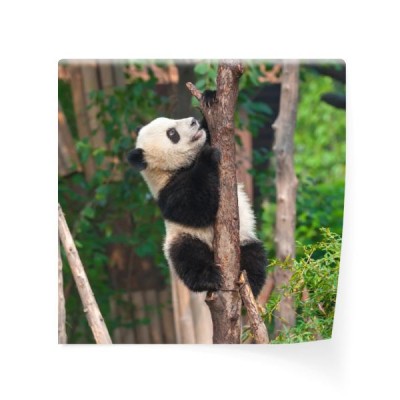 panda-wspina-sie-na-drzewo