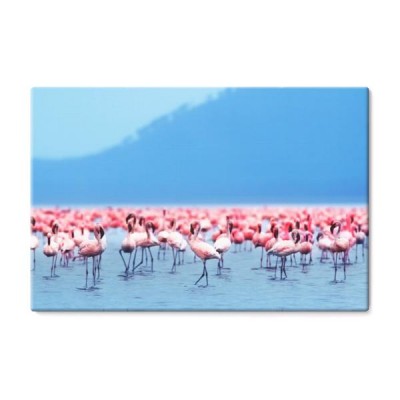 afrykanskie-flamingi