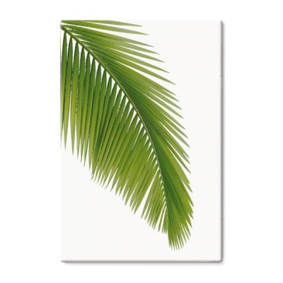zielona-palma